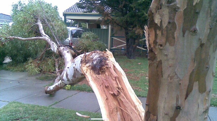 A tree damaged by the storm at Cooloongup, south of Perth