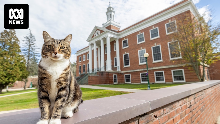 Max the cat earns degree in 'litter-ature' at US university