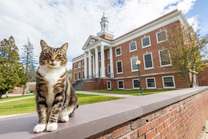 A cat sits on the wall of a university building. 