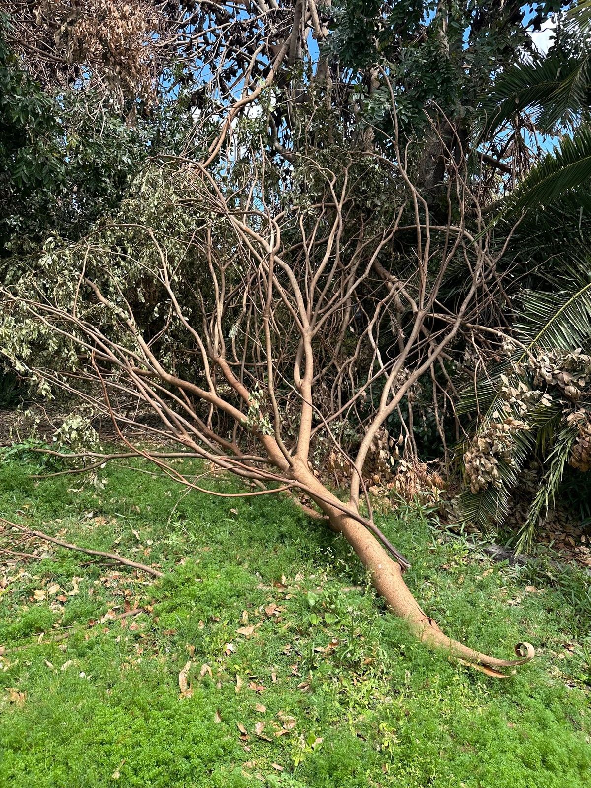 A large fallen tree and branches lie across the yard of a Sunset property.