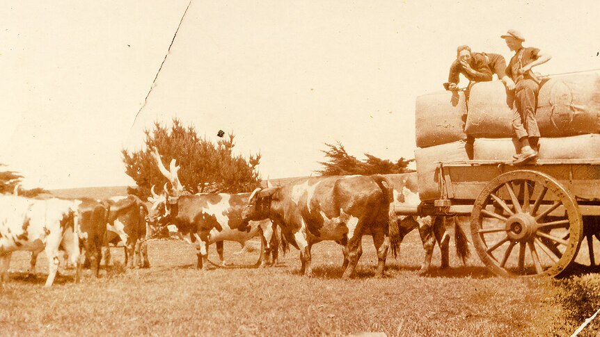 Bullocks working robbins Island, 1930s
