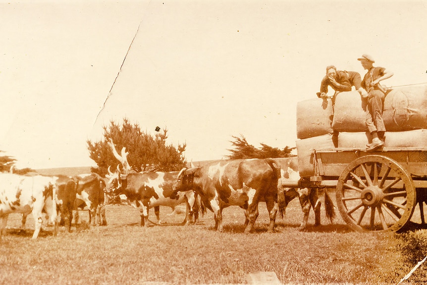 Bullocks working robbins Island, 1930s