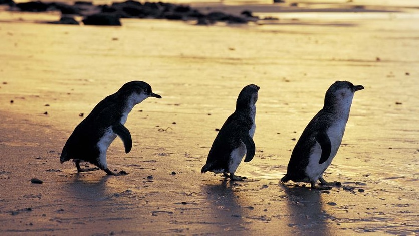 Three penguins stand by the water's edge
