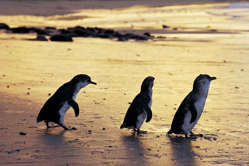 Penguins at sunset. File photo