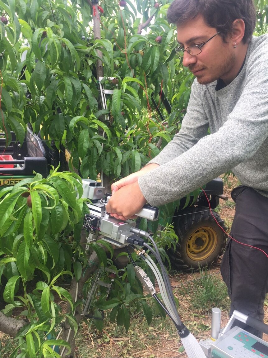 A researcher puts a probe on a nectarine leaf in an orchard
