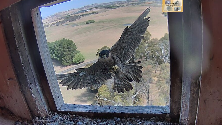 Peregrine falcon lands in the nesting box