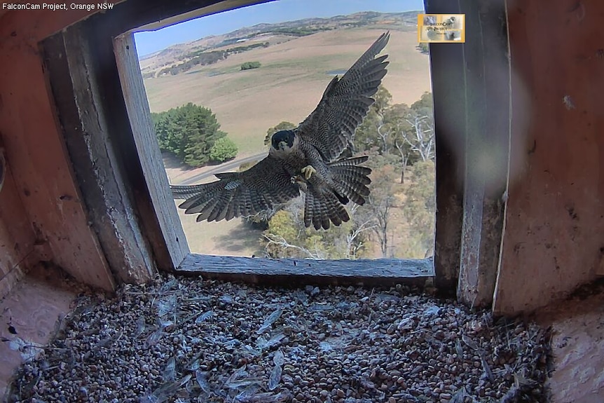 Peregrine falcon lands in the nesting box