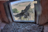 Peregrine falcon lands in the nesting box