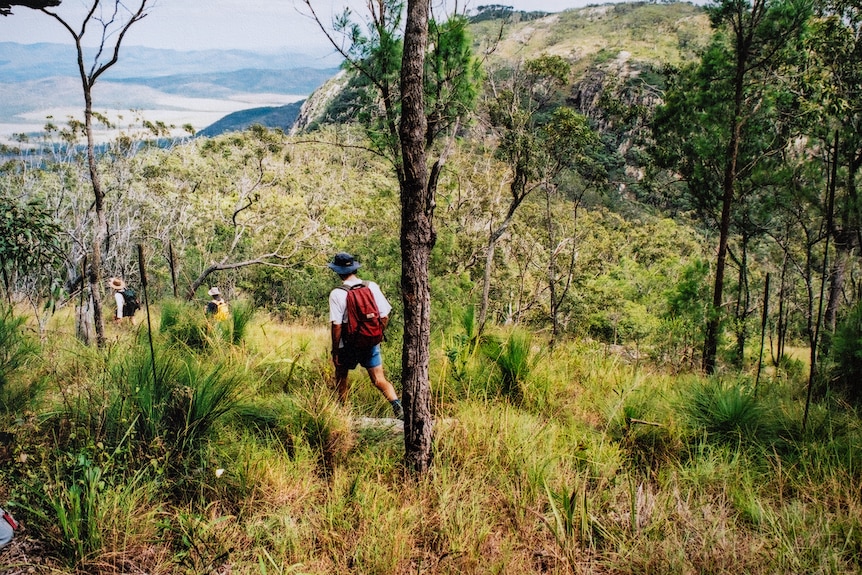 People walking through green scrub.