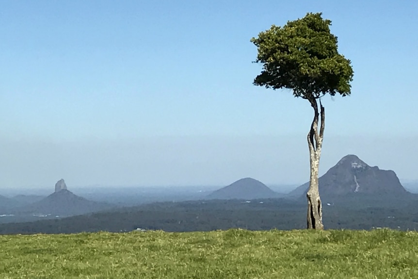 A photo of the tree in front of the Glass House Mountains showing its broken branch and hollow twisted trunk.