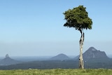 A photo of the tree in front of the Glass House Mountains showing its broken branch and hollow twisted trunk.