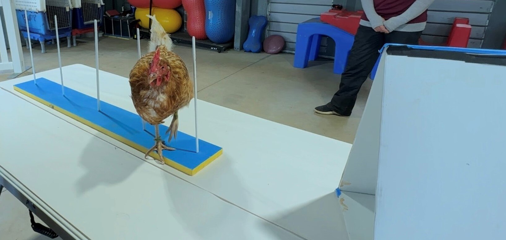 Righteous Pups dog trainers coaching chickens in USled approach to