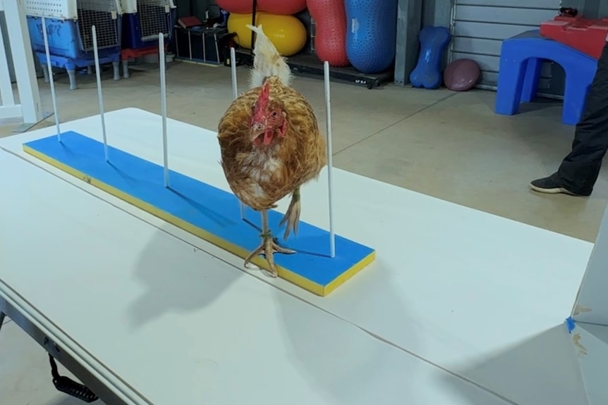 A chicken steps around four poles set upright from a blue panel on a table. 