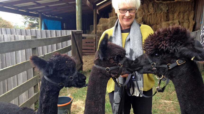 Alison Brolsma with her alpacas