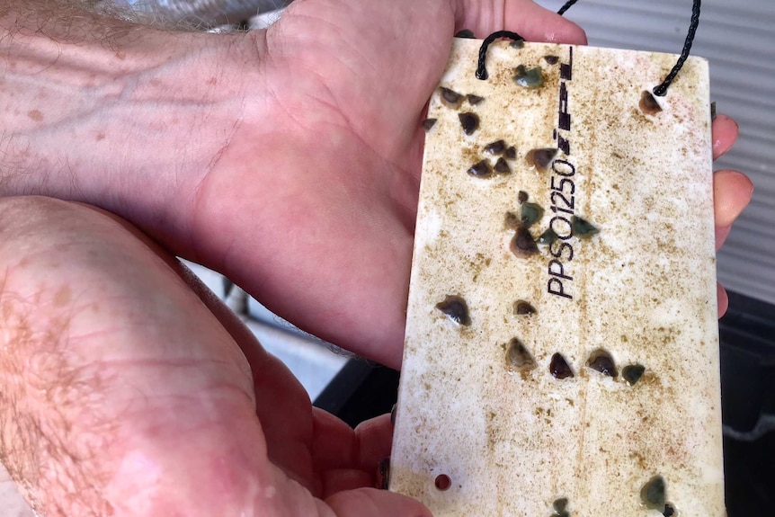 Close up of baby pearl oysters spawning in hatchery