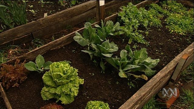 Vegetables grow in garden bed