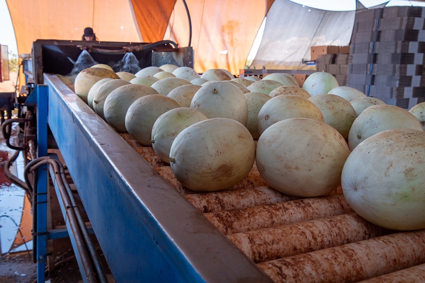 honey dew melons on rollers inside a processing facility