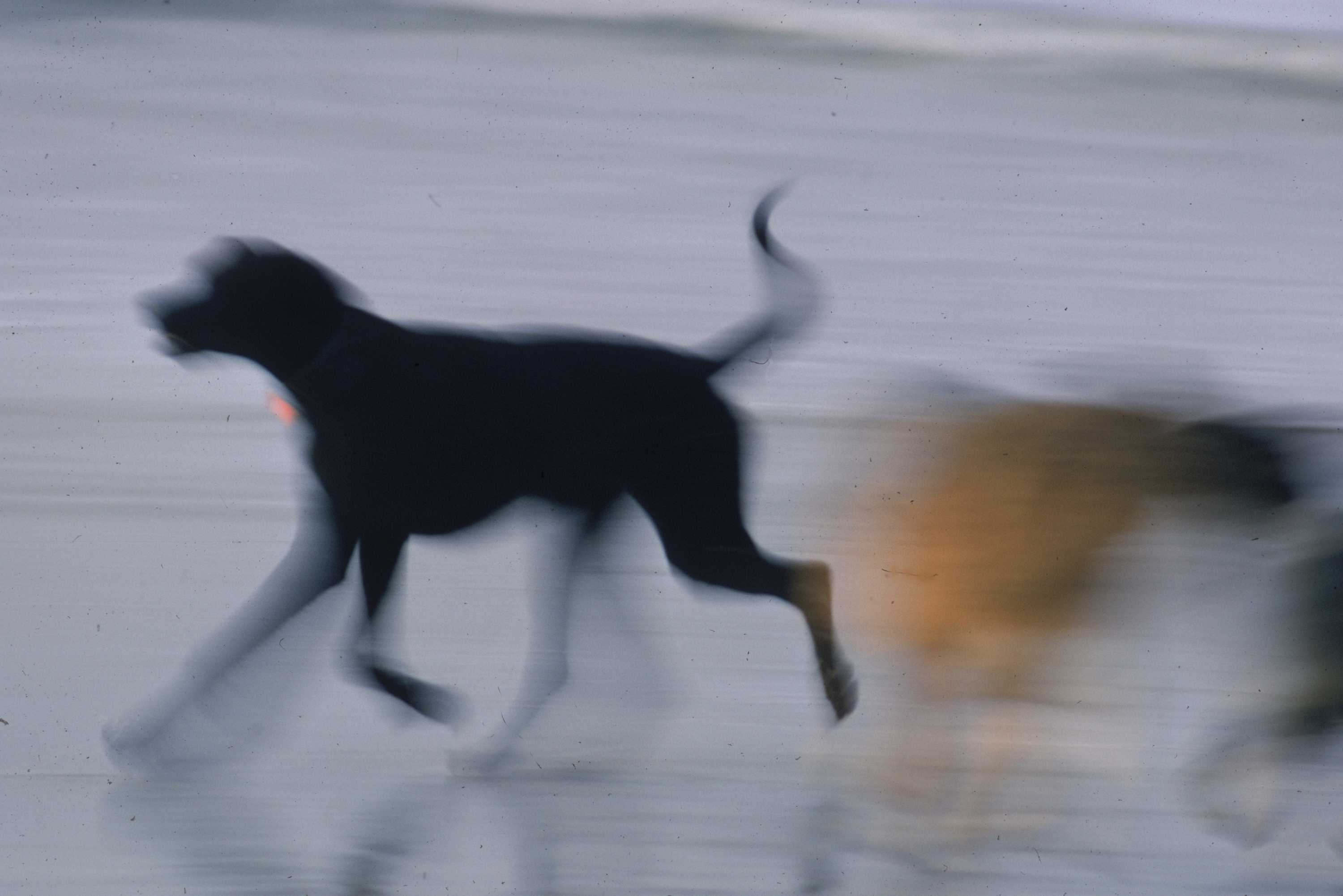 Running with the black dog