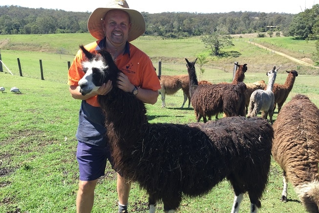 Llama farmer Shane Hancock insists it is the best practice as the animal can be safely restrained.