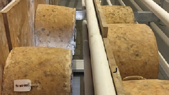 Cheddar wheels aging in storage on shelves in a facility in south-east Queensland in July 2017