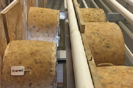 Cheddar wheels aging in storage on shelves in a facility in south-east Queensland in July 2017