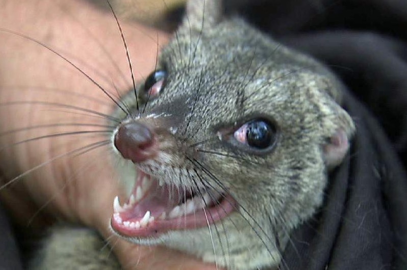 Western Quoll