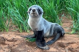 A baby seal in green wheat crops 