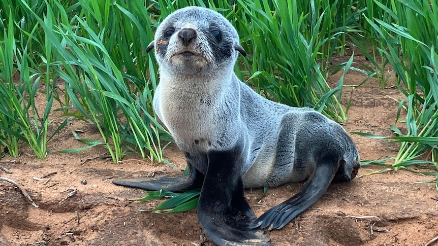 Bébé phoque trouvé dans une culture de blé d’Australie du Sud, à près de 3 km de la plage la plus proche