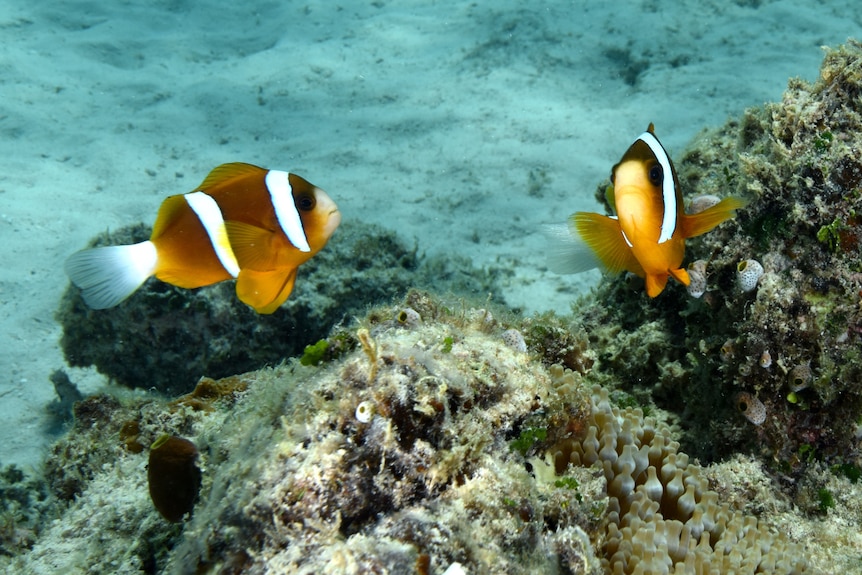 Two anemonefish swimming in a coral reef