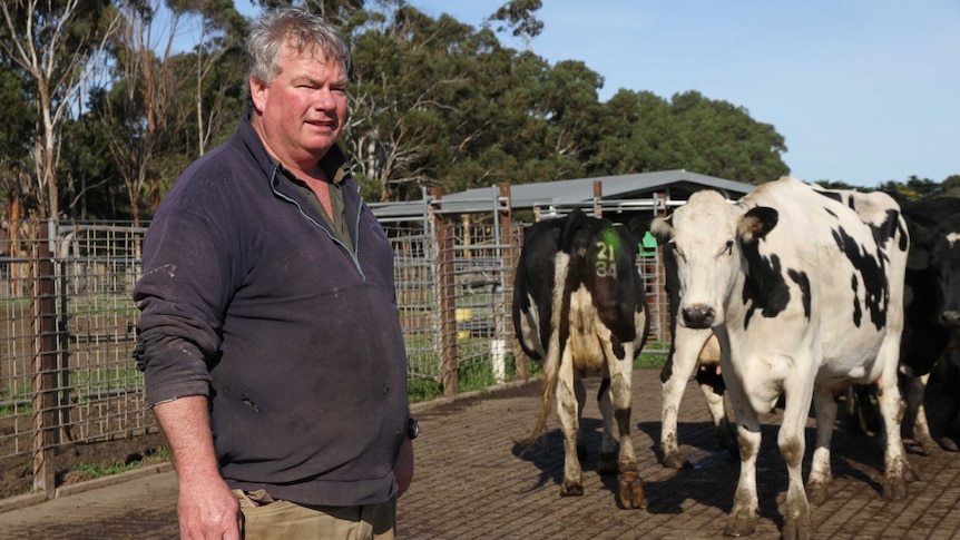 A dairy farmer stands in a dairy with some Friesian cows.