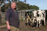 A dairy farmer stands in a dairy with some Friesian cows.