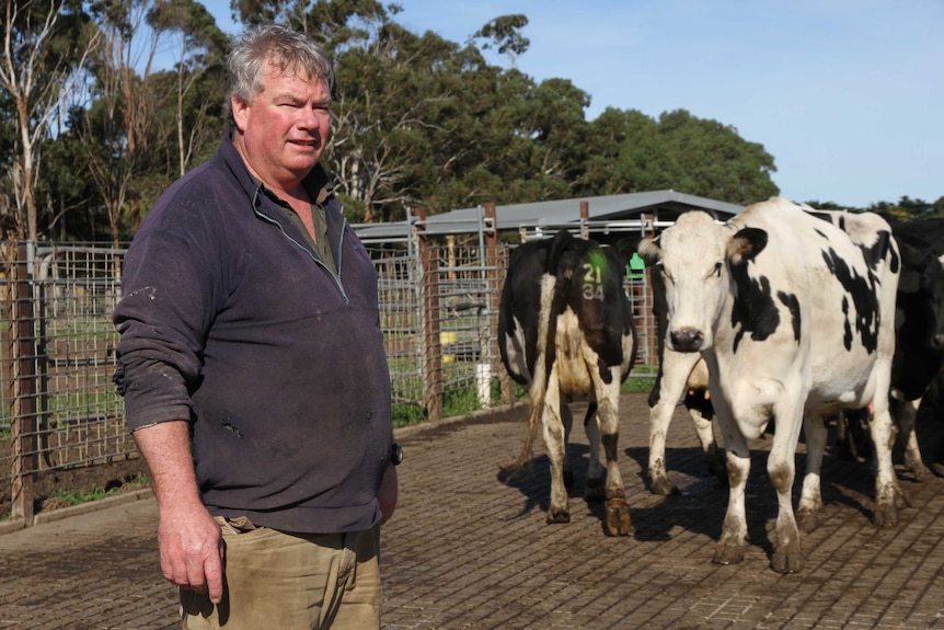 A dairy farmer stands in a dairy with some Friesian cows.