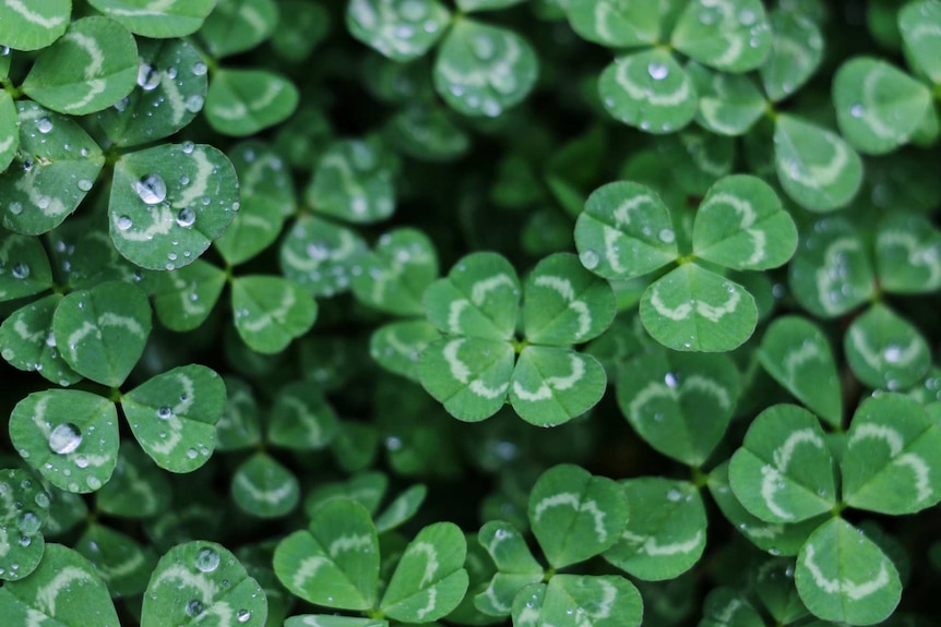 A four leafed clover covered in raindrops