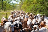 A herd of cattle walk down a a cleared path surrounded by scrub.