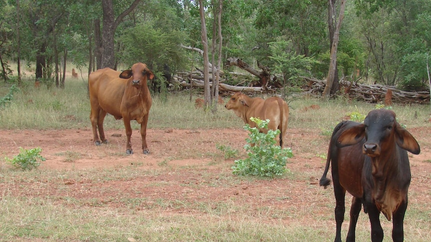 Cattle on Gorrie station