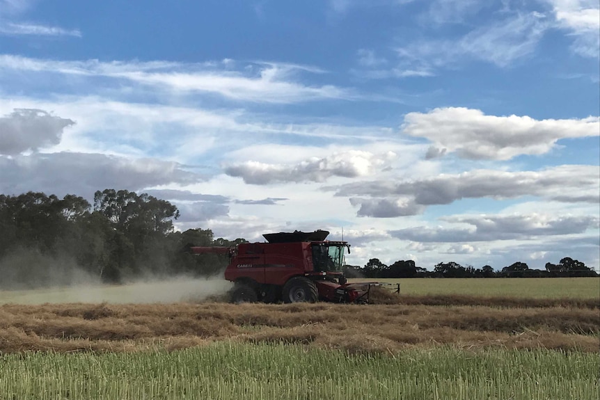 An image of a header in canola with a blue sky overhead