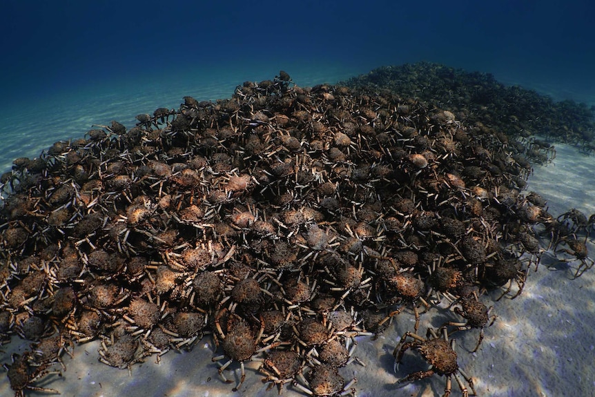 A large mound of giant spider crabs in Port Phillip Bay.