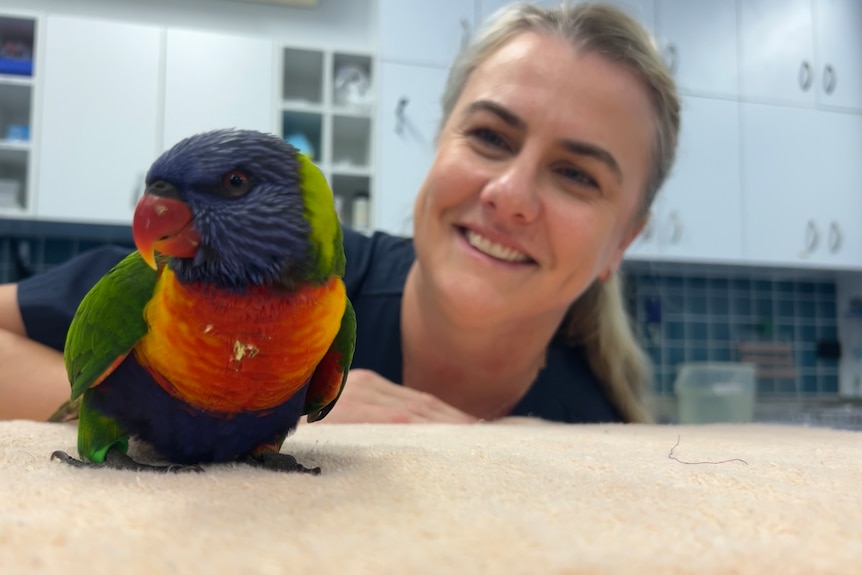 A rainbow lorikeet cocks his head to the camera as a beaming women in vet blues and with a ponytail looks on.