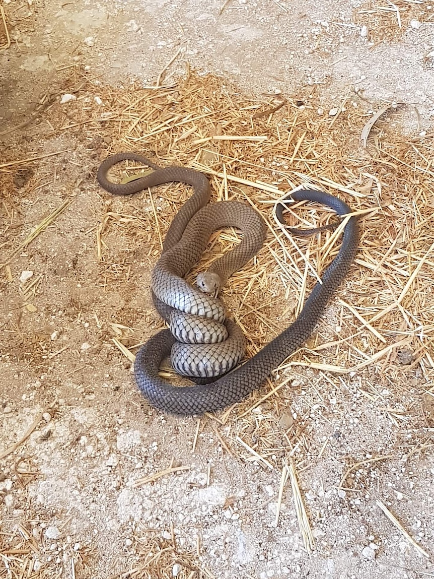 Two snakes on the ground, one swallowing the other. Hay on the ground. One snake is tangled around the other.