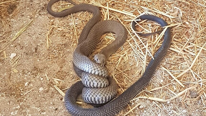 Two snakes on the ground, one swallowing the other. Hay on the ground. One snake is tangled around the other.