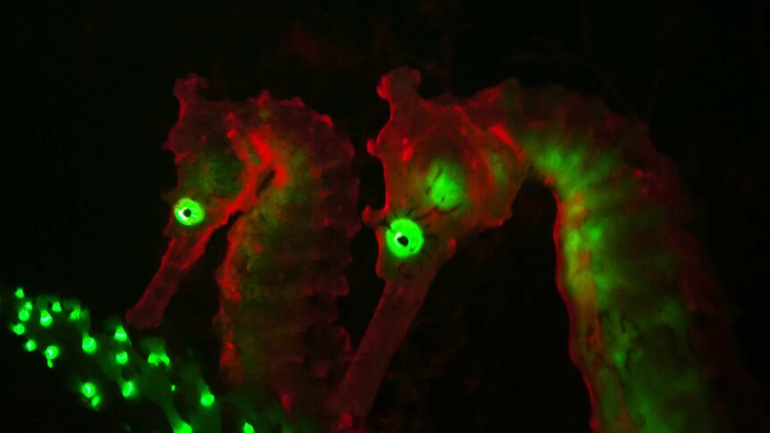 Seahorses' biofluorescence lit up.