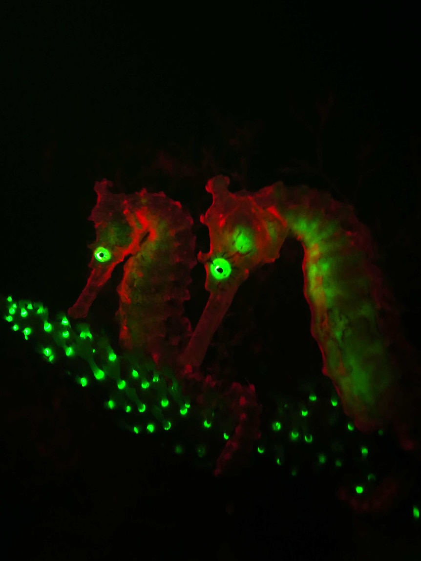 Seahorses' biofluorescence lit up.