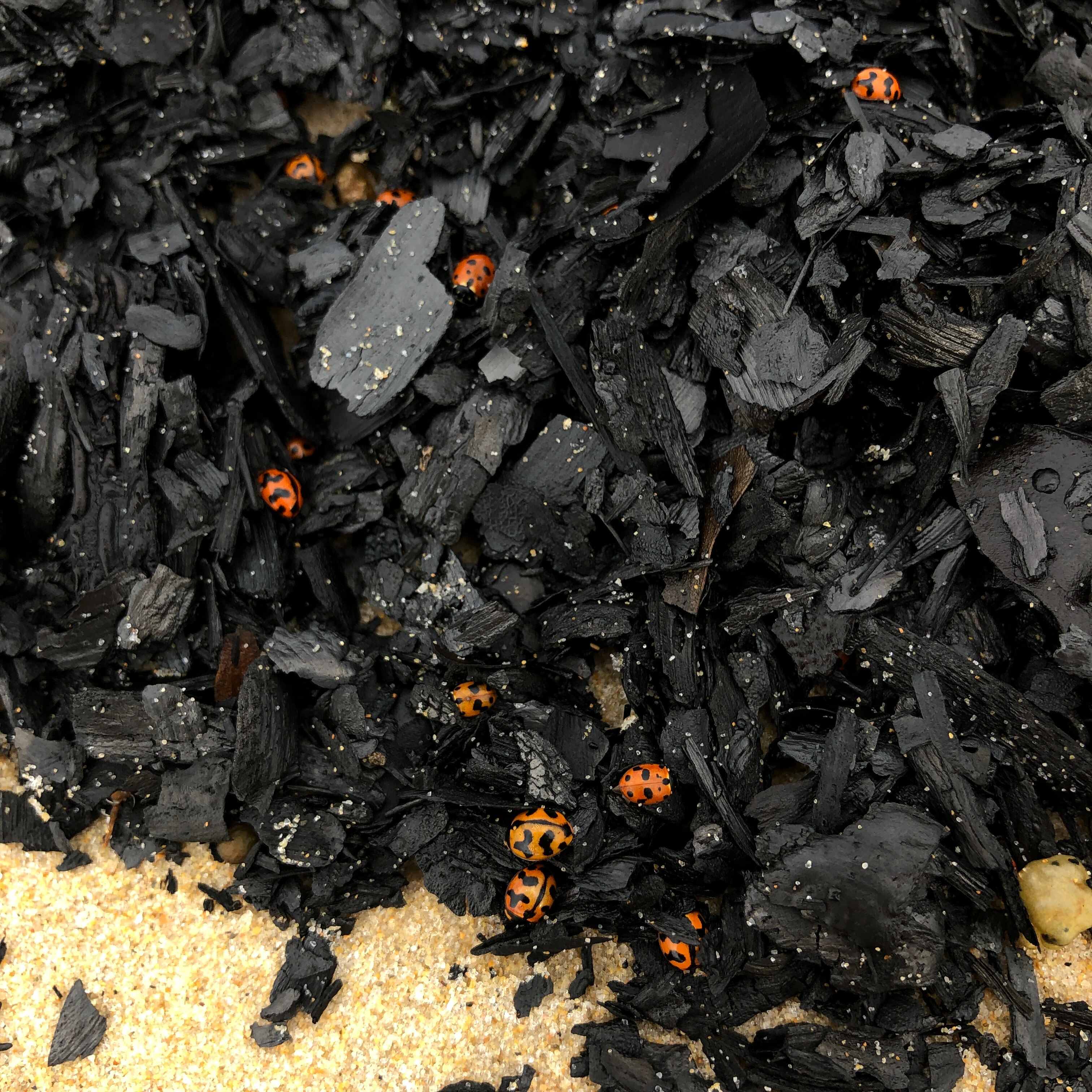 Dead ladybugs amongst charcoal on a beach.