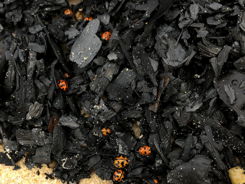 Dead ladybugs amongst charcoal on a beach.