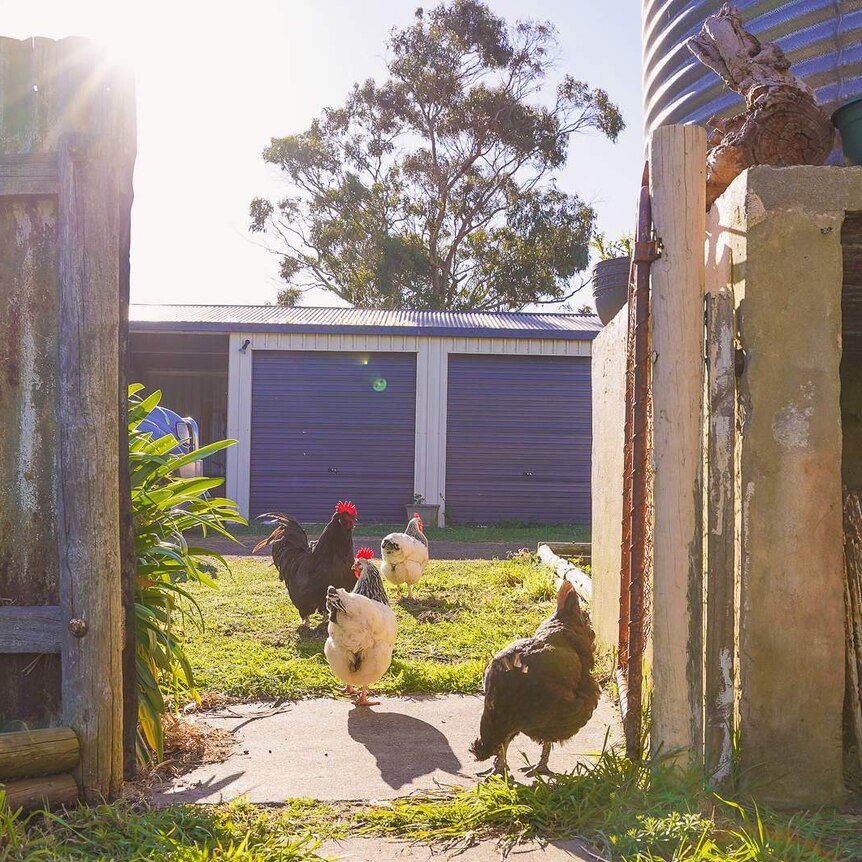 Four chickes run across a patch of lawn next to an old farm fence in the afternoon sun.