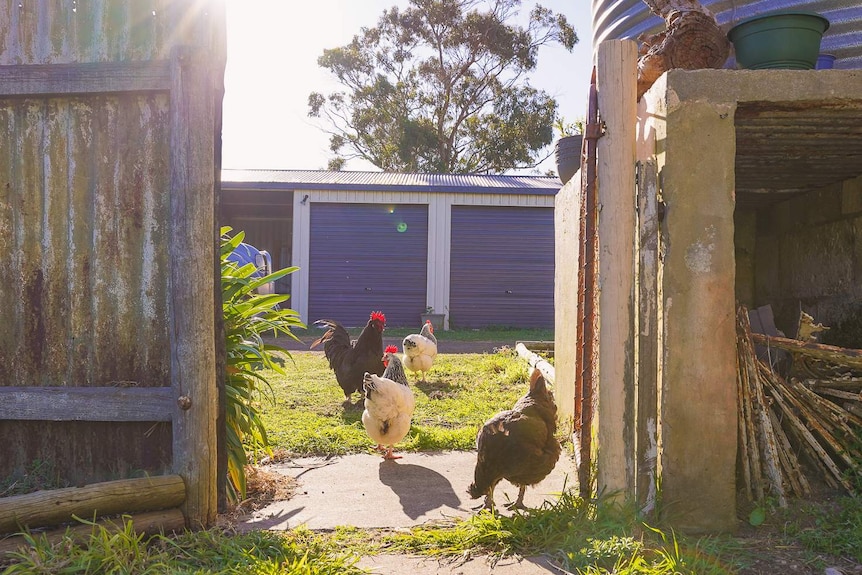 Four chickens run across a patch of lawn next to an old farm fence in the afternoon sun.