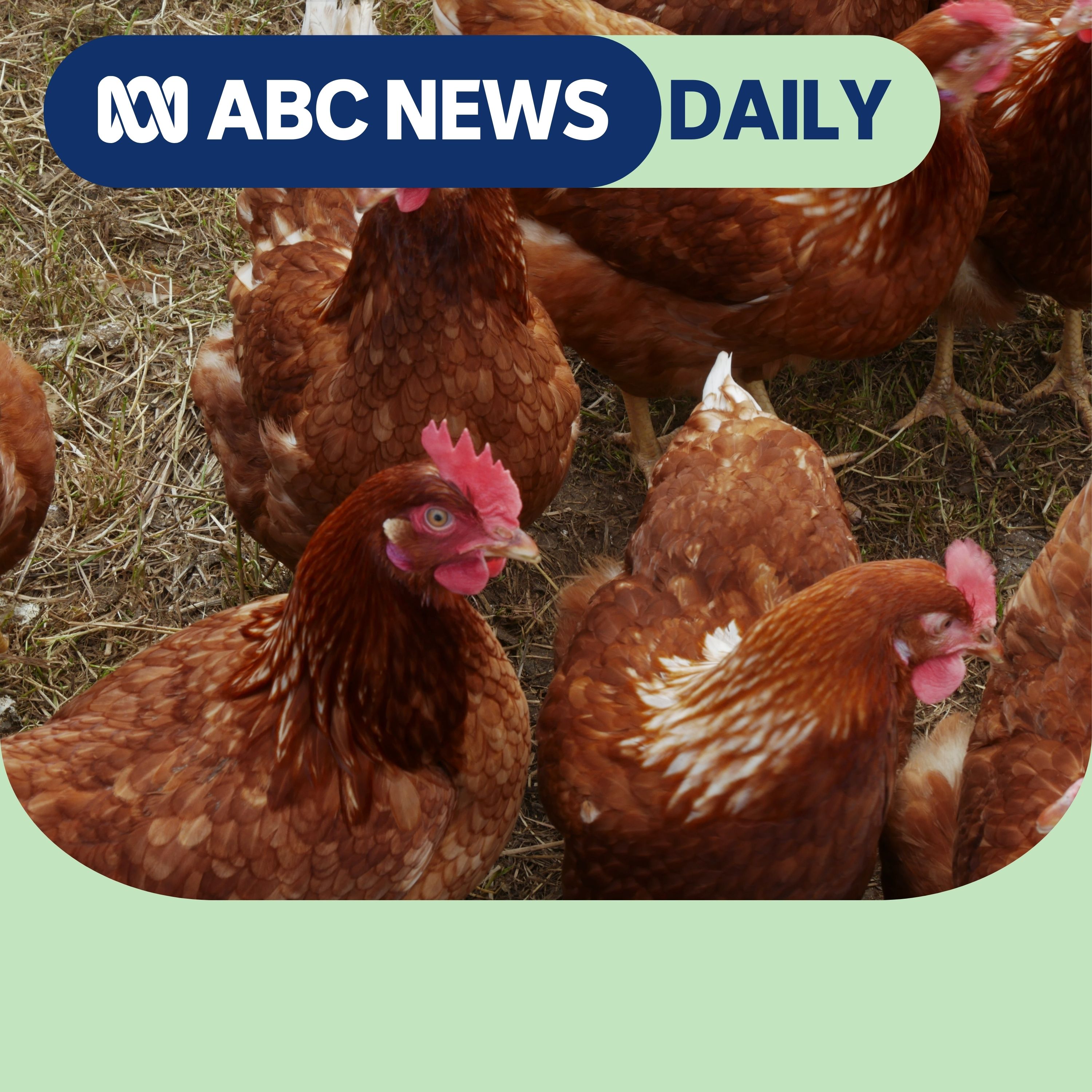 How long will the egg shortage last?