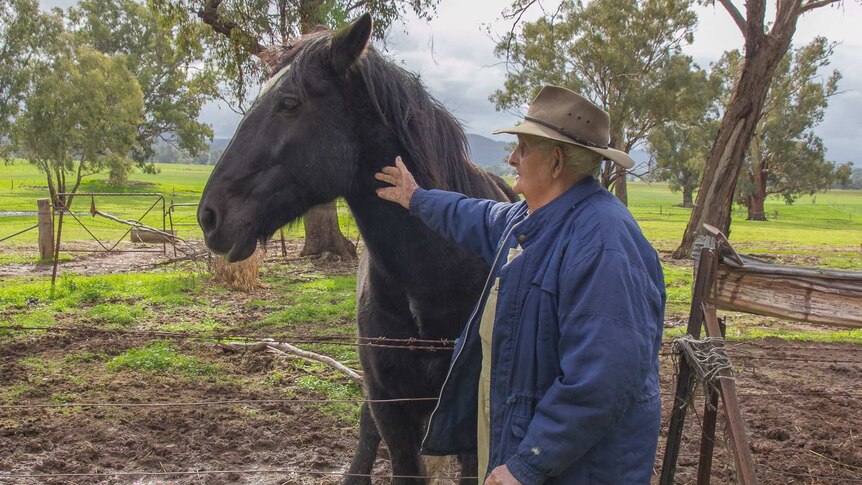 An old man with a walking stick wearing a battered hat, patting a black draught horse standing in a country paddock