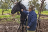 An old man with a walking stick wearing a battered hat, patting a black draught horse standing in a country paddock