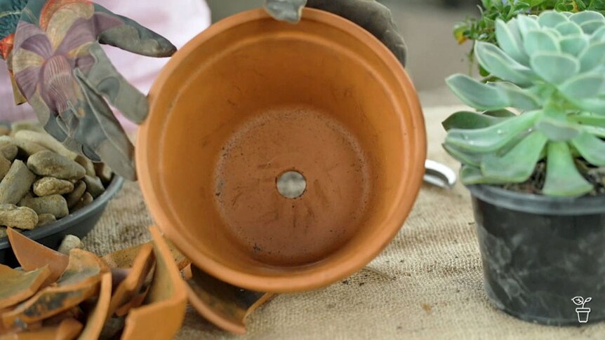 Inside a large terracotta pot with a drainage hole in the base.